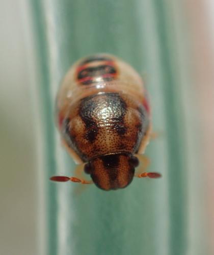 Réf. 192 125 : Holcostethus sp.